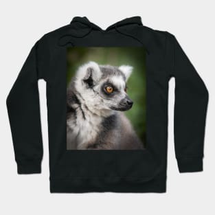 Ring-tailed Lemur Portrait Hoodie